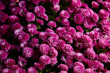 Chrysanthemum flowers as a background close up. Yellow Chrysanthemums. Chrysanthemum wallpaper. Floral background. Studio lights