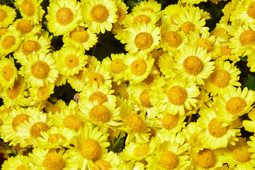 Chrysanthemum flowers as a background close up. Yellow Chrysanthemums. Chrysanthemum wallpaper. Floral background. Studio lights