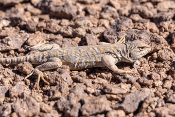 Andina Lizard (Liolaemus Andina or Torresi) in the amazing Desierto de Atacama (Atacama Desert), impressive fauna living in the driest desert environment in the world, Chile, a life in hard condition

