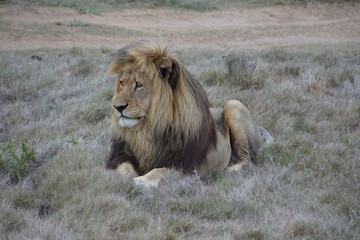 Lions at the Shamwari Private Game Reserve, South Africa