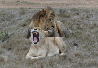 Obraz na płótnie Canvas Lions at the Shamwari Private Game Reserve, South Africa