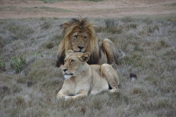 Fototapeta na wymiar Lions at the Shamwari Private Game Reserve, South Africa