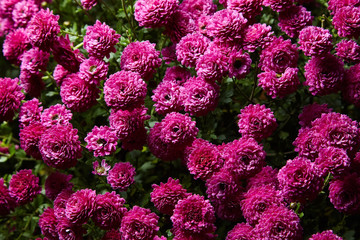 Chrysanthemum flowers as a background close up. Yellow Chrysanthemums. Chrysanthemum wallpaper. Floral background. Studio lights