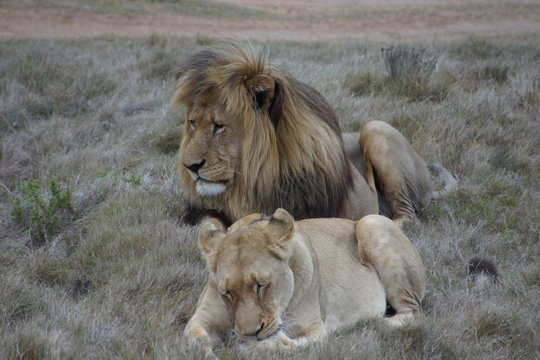 Lions At The Shamwari Private Game Reserve, South Africa