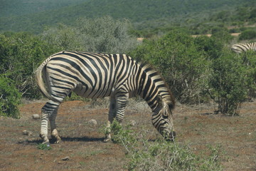 Zebra at Addo National Park in South Africa