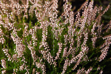 Calluna vulgaris (known as common heather, ling, or simply heather). Diversity of plants growing...