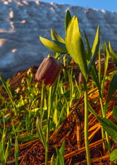 Grouse broadleaf. Primrose on alpine meadows in the mountains. Western Caucasus.