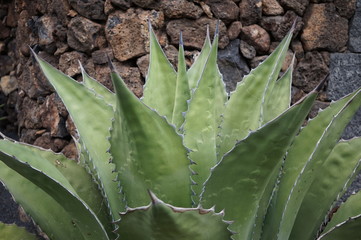 green leaf on the ground