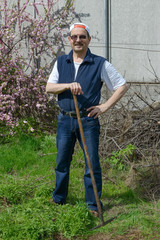 Man is standing with rake near flowering Prunus triloba bush.