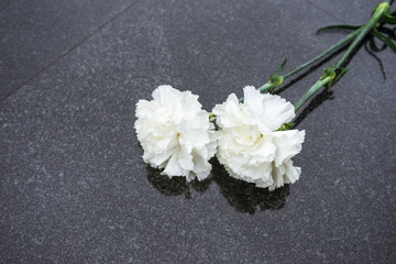 Two white carnations, covered with droplets of water, lie on a stone