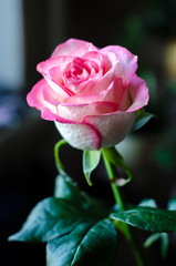 Gentle pink rose on blurred background closeup.