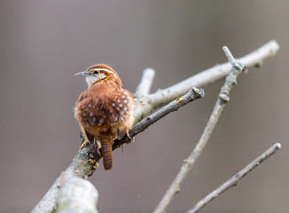 Winter wren shot in the depths of winter, north Quebec, Canada.