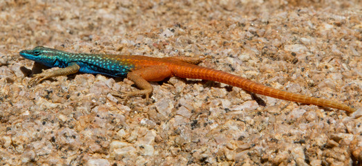 Richtersveld Lizard