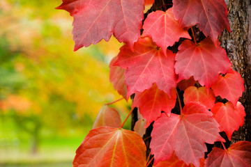 Fall Leaves in Autumn Season, Closeup of Red Leaf in Park