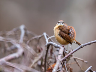 Winter wren shot in the depths of winter, north Quebec, Canada.