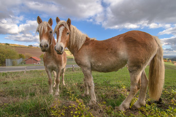 Fototapeta premium Pferde 6