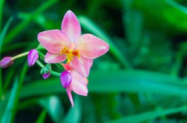Spathoglottis pink orchid or ground orchid flower in the garden,beautiful nature