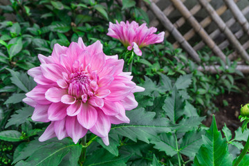 Obraz premium Pink dahlia flower beautiful petal blooming at dahlia Japan garden park in autumn winter,beautiful isolated background