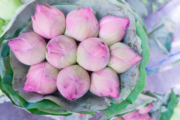 Pink lotus bud bundle bouquet by lotus leaf at flower market for worship