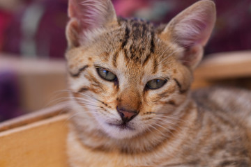 Katzenbaby