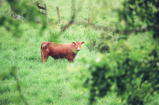 Brown cow in green
