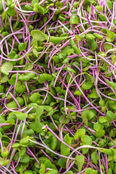 Hong Vit Radish shoots