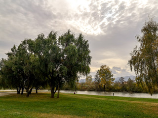 Trees on the wind by the Ibar river in Kraljevo city in Serbia