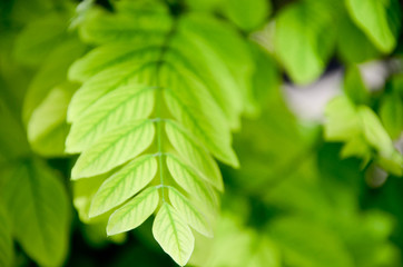 green leaves of plant