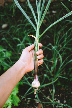 Fresh Garlic