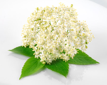 ELDERFLOWER WITH LEAVES
