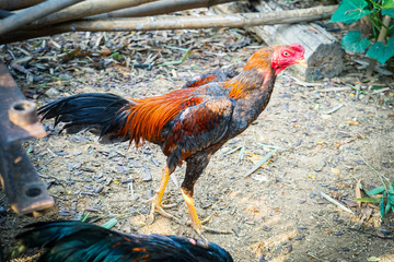 Young rooster for fighting of Thailand, has red and white tail and gray hairy.