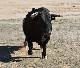 black bull in spain