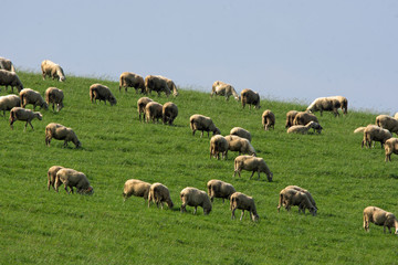 Owce 