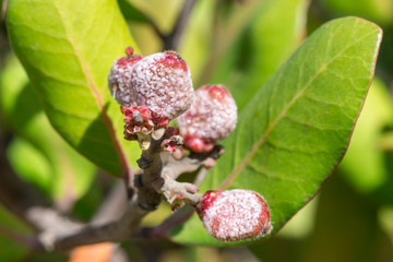 Sticky ripe lemonade berries closeup