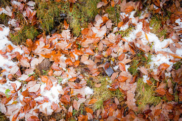 Hojas con nieve otoño 