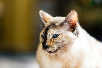 Portrait of beautiful Tortie point Siamese cat .