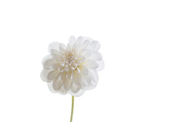 white flower delicate plant pink fresh chrysanthemum close-up postcard isolated background golden-daisy