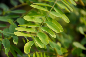 green leaves of tree