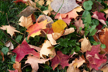 autumn leaves on the ground