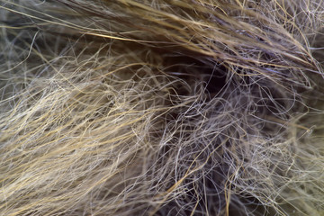 fur close up, macro