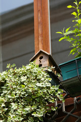 Birdhouse on window