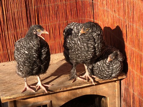Mechelner Chicken