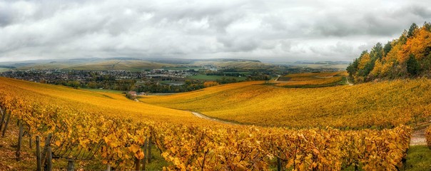 Les vignes de Chablis