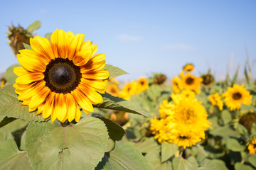 Sunflower in Sunflower Field