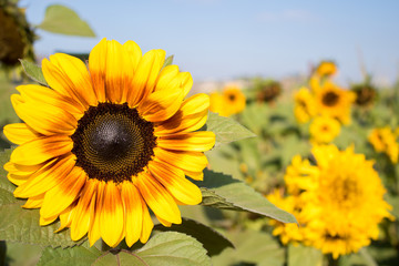 Sunflower Field