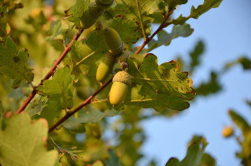 branch of a tree