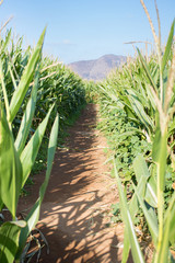 Cornfield - Mountain Sky Background