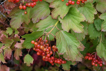 red berries on a branch