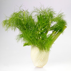 FENNEL