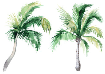 Set of pictures of hand drawn watercolor palm trees. picturesque image of a palm tree. palm tree on the beach